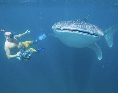 Djibouti Palace - Whale Shark