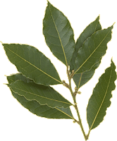 Bay Leaves