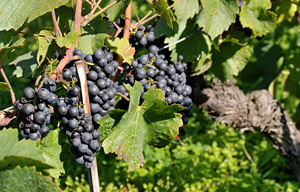 Red Wine